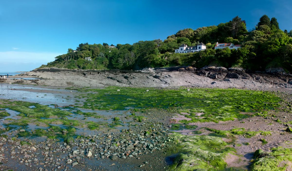 Green seaweed and pebbles on the shore at Rozel Bay, Jersey, Channel Islands, at low tide, with a wooded hill and white houses behind.