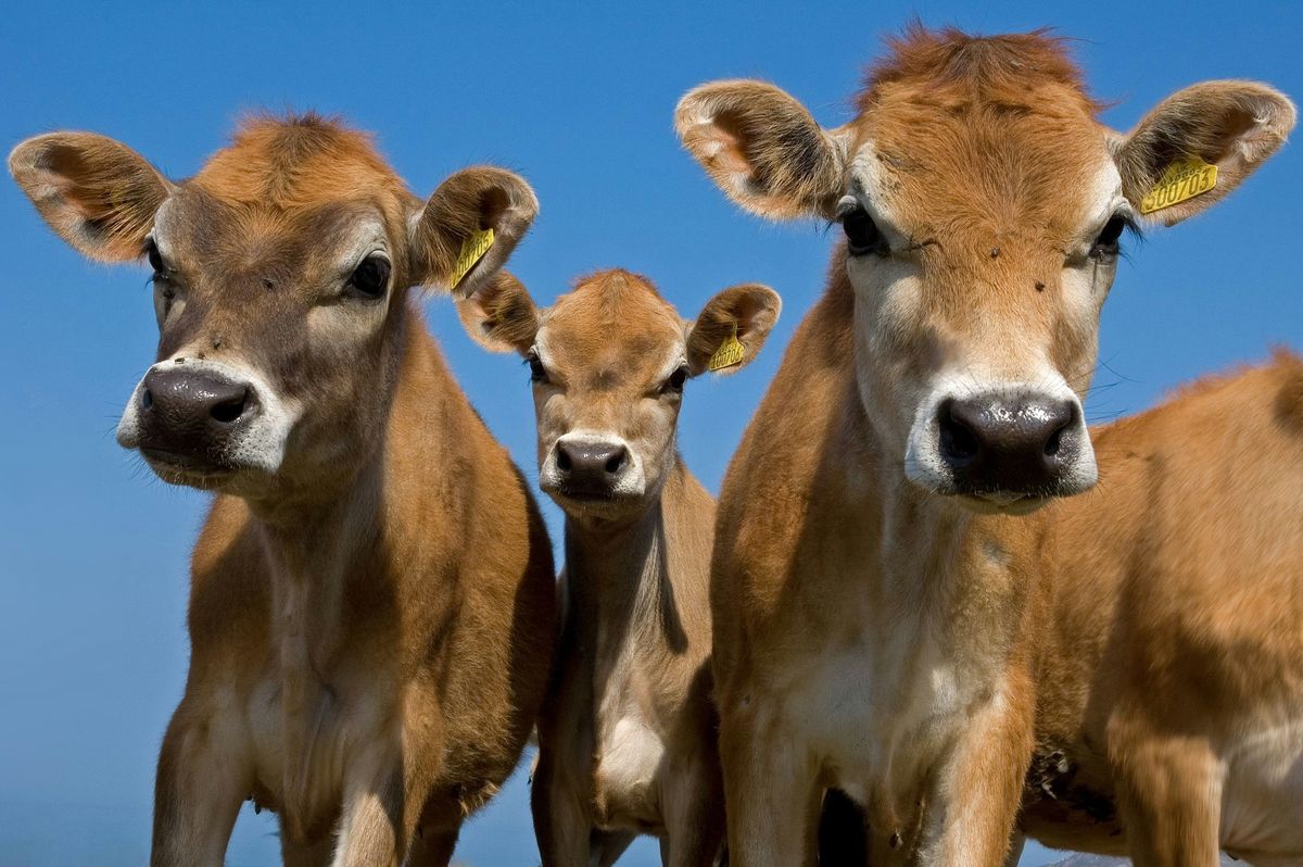 Jersey cows grazing in a field in Jersey, Channel Islands.