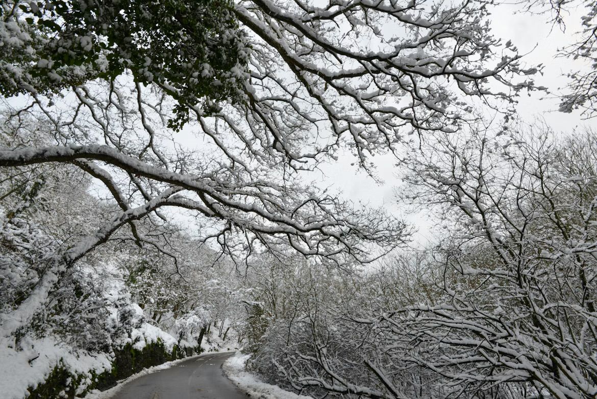 Snow on the trees arching over the road through St Peter's Valley, Jersey, Channel Islands.